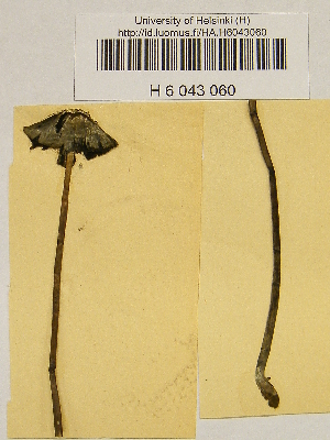  (Panaeolus alcis - H6043060)  @11 [ ] CreativeCommons - Attribution Non-Commercial Share-Alike (2013) Balint Dima Botanical Museum, Finnish Museum of Natural History, University of Helsinki