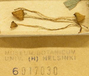  ( - H6017030)  @11 [ ] CreativeCommons - Attribution Non-Commercial Share-Alike (2013) Balint Dima Botanical Museum, Finnish Museum of Natural History, University of Helsinki