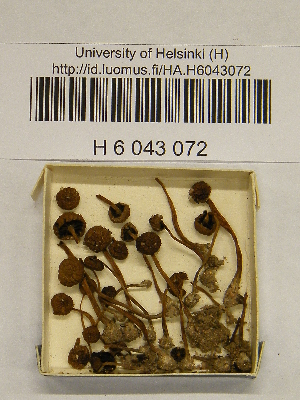  ( - H6043072)  @11 [ ] CreativeCommons - Attribution Non-Commercial Share-Alike (2013) Balint Dima Botanical Museum, Finnish Museum of Natural History, University of Helsinki