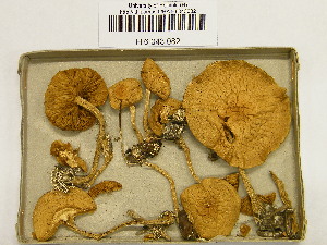  (Agrocybe putaminum - H6043082)  @11 [ ] CreativeCommons - Attribution Non-Commercial Share-Alike (2013) Balint Dima Botanical Museum, Finnish Museum of Natural History, University of Helsinki