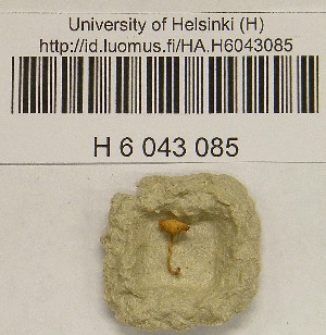  (Galerina cinctula - H6043085)  @11 [ ] CreativeCommons - Attribution Non-Commercial Share-Alike (2013) Balint Dima Botanical Museum, Finnish Museum of Natural History, University of Helsinki