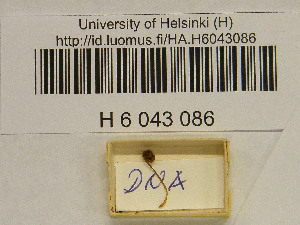  (Galerina cf. hypnorum - H6043086)  @11 [ ] CreativeCommons - Attribution Non-Commercial Share-Alike (2013) Balint Dima Botanical Museum, Finnish Museum of Natural History, University of Helsinki