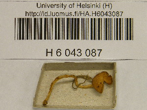  ( - H6043087)  @11 [ ] CreativeCommons - Attribution Non-Commercial Share-Alike (2013) Balint Dima Botanical Museum, Finnish Museum of Natural History, University of Helsinki