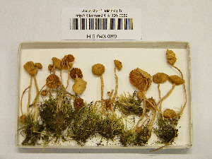  (Galerina - H6043089)  @11 [ ] CreativeCommons - Attribution Non-Commercial Share-Alike (2013) Balint Dima Botanical Museum, Finnish Museum of Natural History, University of Helsinki