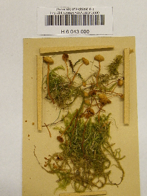  ( - H6043090)  @11 [ ] CreativeCommons - Attribution Non-Commercial Share-Alike (2013) Balint Dima Botanical Museum, Finnish Museum of Natural History, University of Helsinki