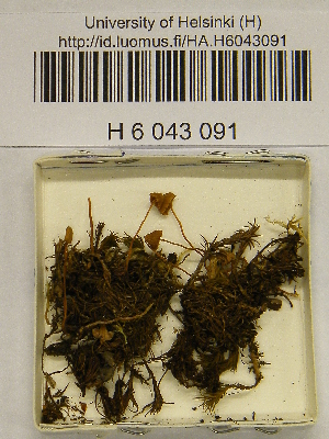  ( - H6043091)  @11 [ ] CreativeCommons - Attribution Non-Commercial Share-Alike (2013) Balint Dima Botanical Museum, Finnish Museum of Natural History, University of Helsinki