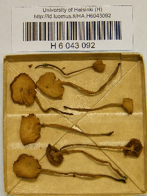 ( - H6043092)  @11 [ ] CreativeCommons - Attribution Non-Commercial Share-Alike (2013) Balint Dima Botanical Museum, Finnish Museum of Natural History, University of Helsinki