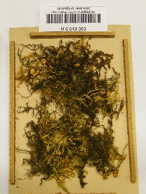  ( - H6043093)  @11 [ ] CreativeCommons - Attribution Non-Commercial Share-Alike (2013) Balint Dima Botanical Museum, Finnish Museum of Natural History, University of Helsinki