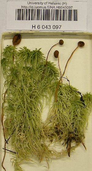  ( - H6043097)  @11 [ ] CreativeCommons - Attribution Non-Commercial Share-Alike (2013) Balint Dima Botanical Museum, Finnish Museum of Natural History, University of Helsinki