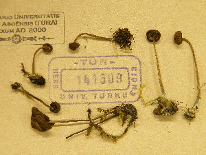  (Entoloma infula var. chlorinosum - TUR141309)  @11 [ ] CreativeCommons - Attribution Non-Commercial Share-Alike (2013) Balint Dima Botanical Museum, Finnish Museum of Natural History, University of Helsinki