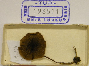 (Entoloma defibulatum - TUR196511)  @11 [ ] CreativeCommons - Attribution Non-Commercial Share-Alike (2013) Balint Dima Botanical Museum, Finnish Museum of Natural History, University of Helsinki