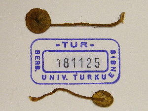  (Inocybe cf. proximella - TUR181125)  @11 [ ] CreativeCommons - Attribution Non-Commercial Share-Alike (2013) Balint Dima Botanical Museum, Finnish Museum of Natural History, University of Helsinki