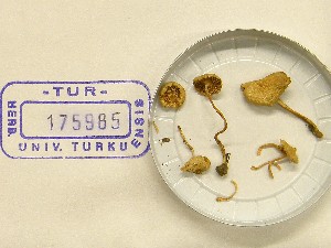  (Inocybe huijsmanii - TUR175985)  @11 [ ] CreativeCommons - Attribution Non-Commercial Share-Alike (2013) Balint Dima Botanical Museum, Finnish Museum of Natural History, University of Helsinki