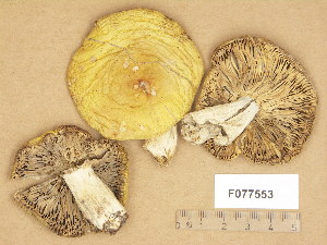  ( - F077553)  @11 [ ] Copyright (2014) Unspecified Botanical Museum, Finnish Museum of Natural History, University of Helsinki