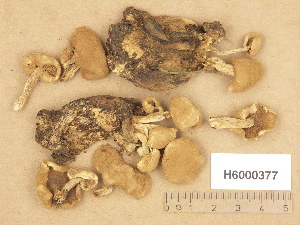  ( - H6000377)  @11 [ ] Copyright (2013) Diana Weckman Botanical Museum, Finnish Museum of Natural History, University of Helsinki