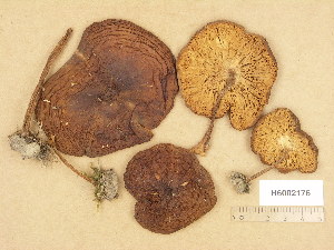  ( - H6002176)  @11 [ ] Copyright (2013) Diana Weckman Botanical Museum, Finnish Museum of Natural History, University of Helsinki