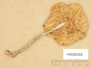  ( - H6002522)  @11 [ ] Copyright (2013) Diana Weckman Botanical Museum, Finnish Museum of Natural History, University of Helsinki