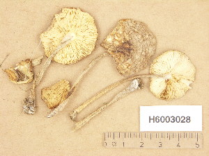  (Melanoleuca aff. stridula - H6003028)  @11 [ ] Copyright (2013) Diana Weckman Botanical Museum, Finnish Museum of Natural History, University of Helsinki