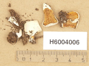  (Clitopilus cf. passeckerianus - H6004006)  @11 [ ] Copyright (2013) Diana Weckman Botanical Museum, Finnish Museum of Natural History, University of Helsinki