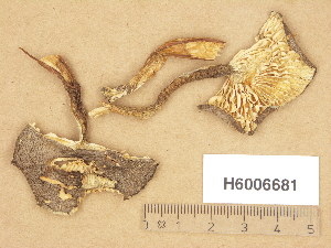  (Hygrophoraceae - H6006681)  @11 [ ] Copyright (2013) Diana Weckman Botanical Museum, Finnish Museum of Natural History, University of Helsinki