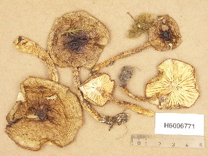  (Hygrophorus personii - H6006771)  @11 [ ] Copyright (2013) Diana Weckman Botanical Museum, Finnish Museum of Natural History, University of Helsinki