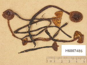  (Phaeocollybia christinae - H6007485)  @11 [ ] Copyright (2014) Diana Weckman Botanical Museum, Finnish Museum of Natural History, University of Helsinki