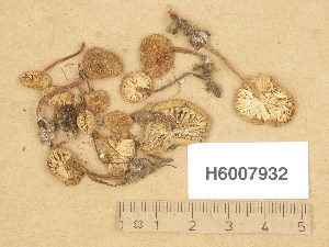  (Pseudoomphalina pachyphylla - H6007932)  @11 [ ] Copyright (2013) Diana Weckman Botanical Museum, Finnish Museum of Natural History, University of Helsinki