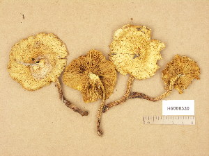  (Pholiota lundbergi - H6008330)  @11 [ ] Copyright (2014) Diana Weckman Botanical Museum, Finnish Museum of Natural History, University of Helsinki