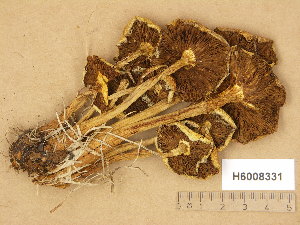  ( - H6008331)  @11 [ ] Copyright (2014) Diana Weckman Botanical Museum, Finnish Museum of Natural History, University of Helsinki