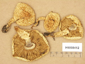  (Pholiota squarrosoides - H6008412)  @11 [ ] Copyright (2014) Diana Weckman Botanical Museum, Finnish Museum of Natural History, University of Helsinki