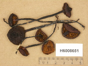  (Phaeocollybia hilaris - H6008651)  @11 [ ] Copyright (2014) Diana Weckman Botanical Museum, Finnish Museum of Natural History, University of Helsinki