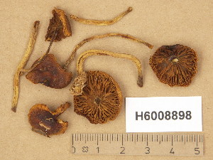  (Pholiota subochracea - H6008898)  @11 [ ] Copyright (2014) Diana Weckman Botanical Museum, Finnish Museum of Natural History, University of Helsinki