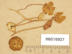  ( - H6016927)  @11 [ ] Copyright (2013) Diana Weckman Botanical Museum, Finnish Museum of Natural History, University of Helsinki