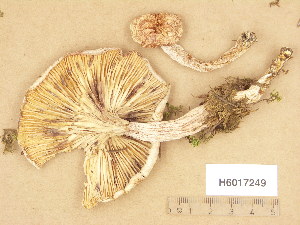  ( - H6017249)  @11 [ ] Copyright (2013) Diana Weckman Botanical Museum, Finnish Museum of Natural History, University of Helsinki