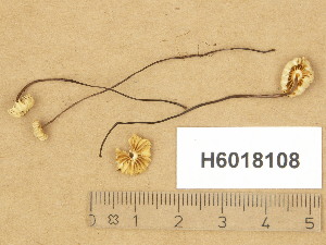  ( - H6018108)  @11 [ ] Copyright (2014) Diana Weckman Botanical Museum, Finnish Museum of Natural History, University of Helsinki