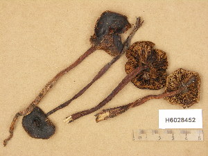  (Phaeocollybia lugubris - H6028452)  @11 [ ] Copyright (2014) Diana Weckman Botanical Museum, Finnish Museum of Natural History, University of Helsinki