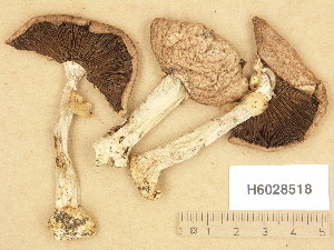  (Agaricus silvaticus - H6028518)  @11 [ ] Copyright (2013) Diana Weckman Botanical Museum, Finnish Museum of Natural History, University of Helsinki