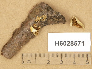  (Crepidotus lundellii - H6028571)  @11 [ ] Copyright (2014) Diana Weckman Botanical Museum, Finnish Museum of Natural History, University of Helsinki