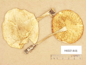  (Melanoleuca strictipes - H6031445)  @11 [ ] Copyright (2013) Diana Weckman Botanical Museum, Finnish Museum of Natural History, University of Helsinki
