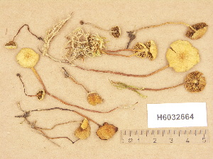  ( - H6032664)  @11 [ ] Copyright (2012) Diana Weckman Botanical Museum, Finnish Museum of Natural History, University of Helsinki