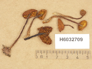  (Gymnopilus picreus - H6032709)  @11 [ ] Copyright (2012) Diana Weckman Botanical Museum, Finnish Museum of Natural History, University of Helsinki