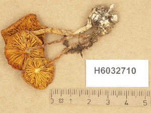  ( - H6032710)  @11 [ ] Copyright (2012) Diana Weckman Botanical Museum, Finnish Museum of Natural History, University of Helsinki