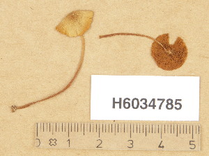  (Conocybe microspora - H6034785)  @11 [ ] Copyright (2013) Diana Weckman Botanical Museum, Finnish Museum of Natural History, University of Helsinki