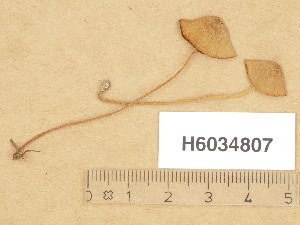  (Conocybe cf. hexagonospora - H6034807)  @11 [ ] Copyright (2013) Diana Weckman Botanical Museum, Finnish Museum of Natural History, University of Helsinki
