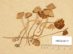  ( - H6034817)  @11 [ ] Copyright (2013) Diana Weckman Botanical Museum, Finnish Museum of Natural History, University of Helsinki