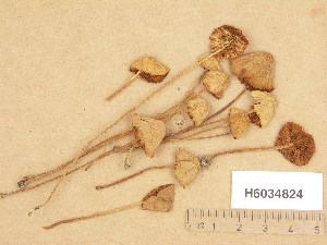  ( - H6034824)  @11 [ ] Copyright (2013) Diana Weckman Botanical Museum, Finnish Museum of Natural History, University of Helsinki