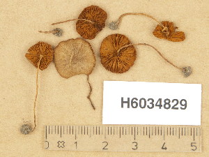  (Conocybe dumetorum var. dumetorum - H6034829)  @11 [ ] Copyright (2013) Diana Weckman Botanical Museum, Finnish Museum of Natural History, University of Helsinki