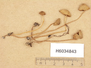  (Conocybe aff. velutipes - H6034843)  @11 [ ] Copyright (2013) Diana Weckman Botanical Museum, Finnish Museum of Natural History, University of Helsinki