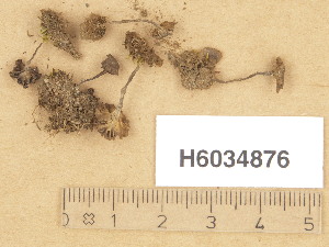  (Arrhenia chlorocyanea - H6034876)  @11 [ ] Copyright (2013) Diana Weckman Botanical Museum, Finnish Museum of Natural History, University of Helsinki