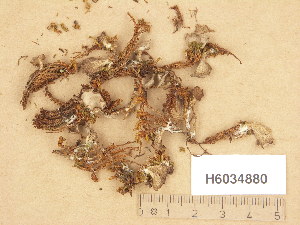  (Arrhenia spathulata - H6034880)  @11 [ ] Copyright (2013) Diana Weckman Botanical Museum, Finnish Museum of Natural History, University of Helsinki